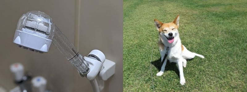 ミラブルが犬のシャワーとして適している理由
